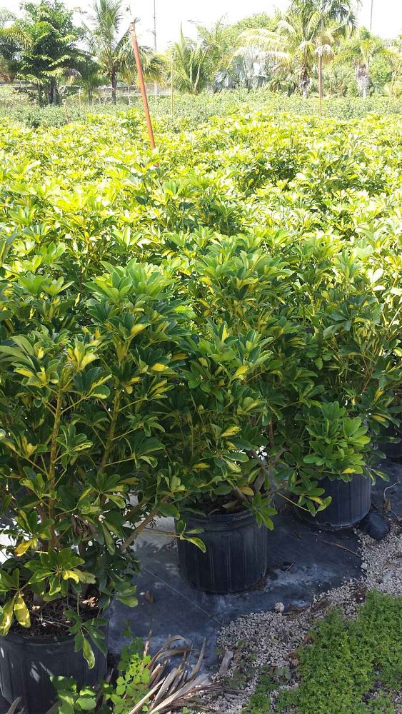 schefflera-arboricola-gold-capella-umbrella-tree