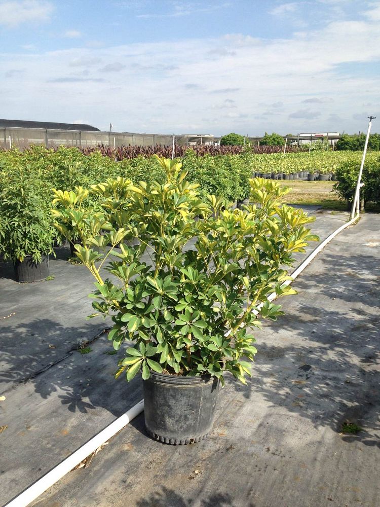 schefflera-arboricola-gold-capella-umbrella-tree