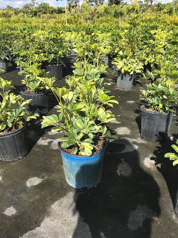 schefflera-arboricola-gold-capella-umbrella-tree