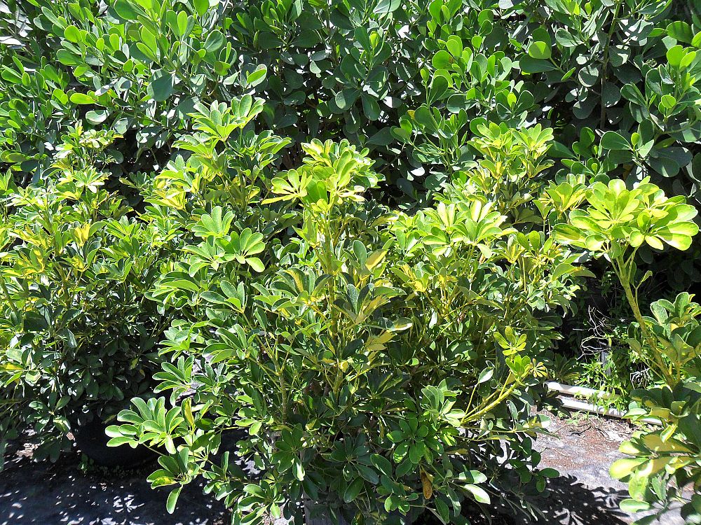schefflera-arboricola-gold-capella-umbrella-tree