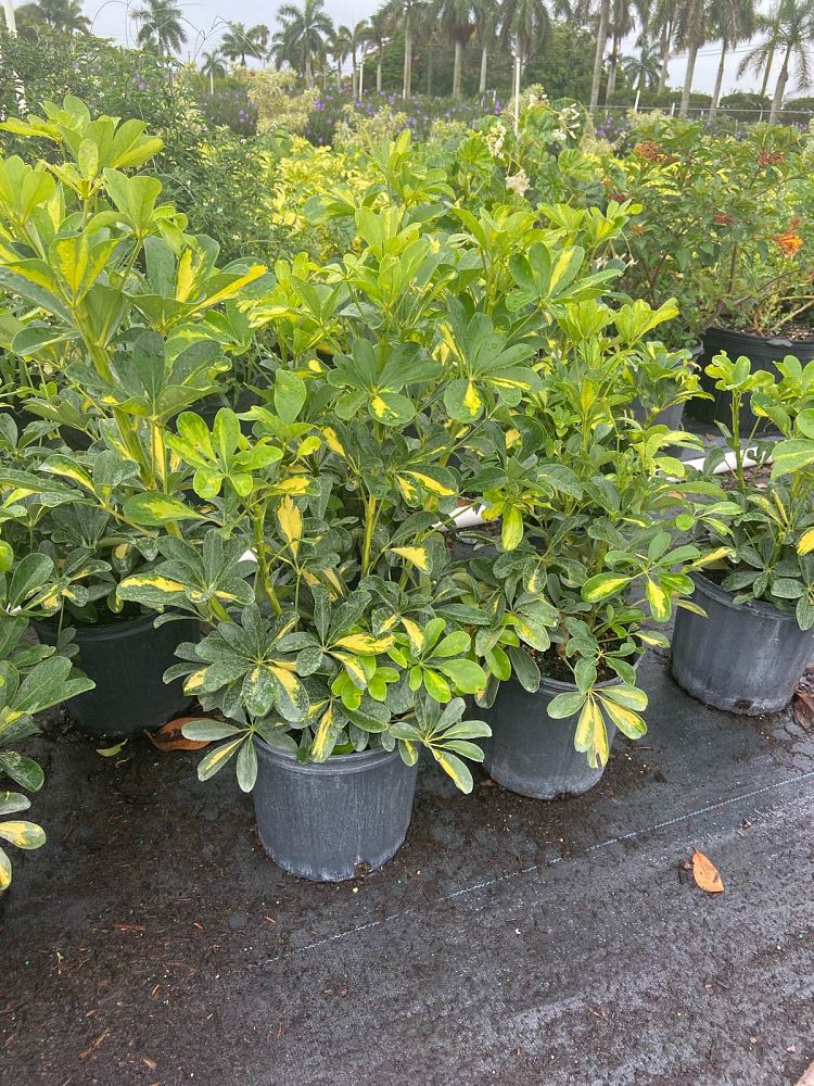 schefflera-arboricola-gold-capella-umbrella-tree