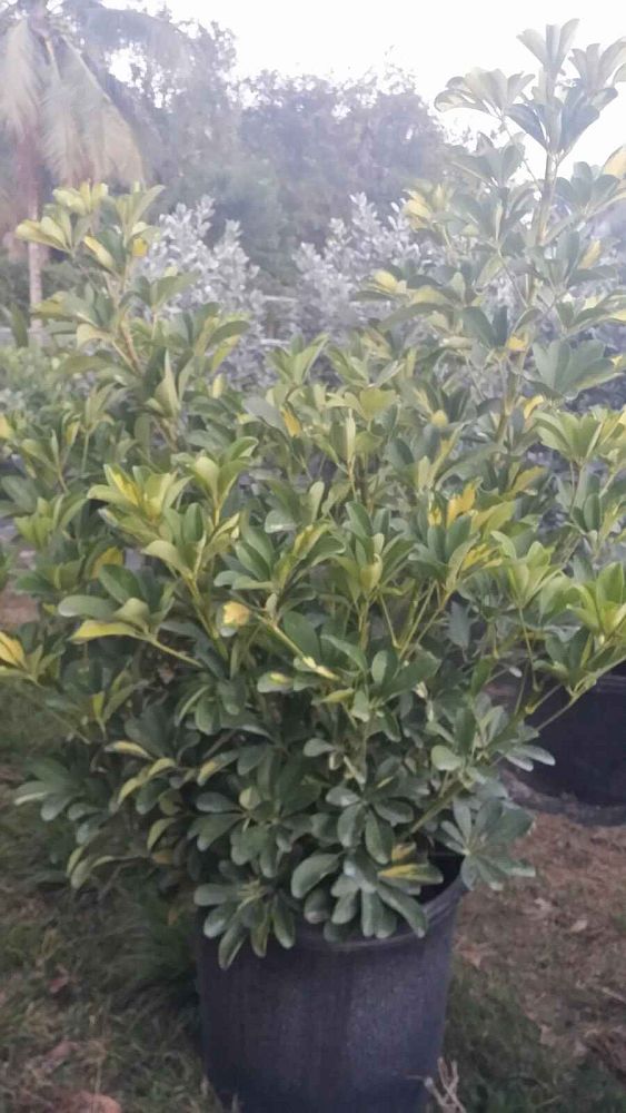 schefflera-arboricola-gold-capella-umbrella-tree