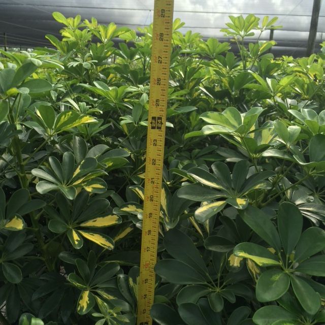 schefflera-arboricola-gold-capella-umbrella-tree