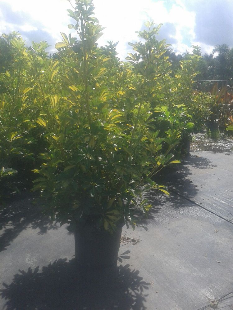 schefflera-arboricola-gold-capella-umbrella-tree