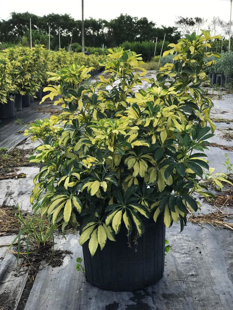 schefflera-arboricola-gold-capella-umbrella-tree