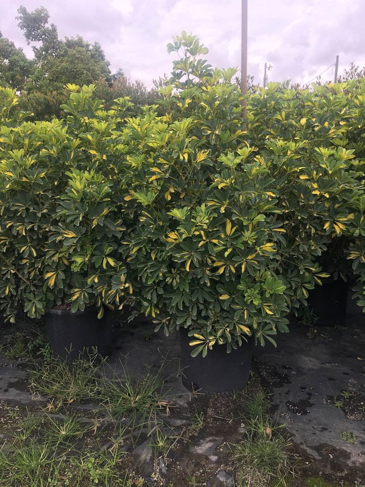 schefflera-arboricola-gold-capella-umbrella-tree