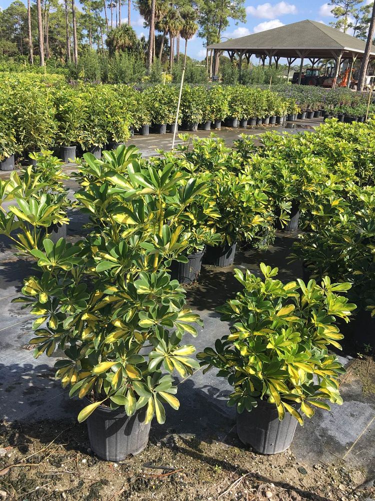 schefflera-arboricola-gold-capella-umbrella-tree