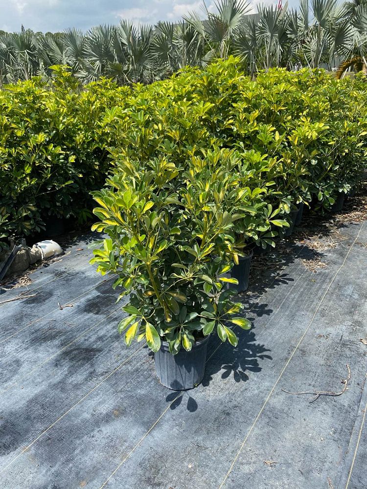 schefflera-arboricola-gold-capella-umbrella-tree