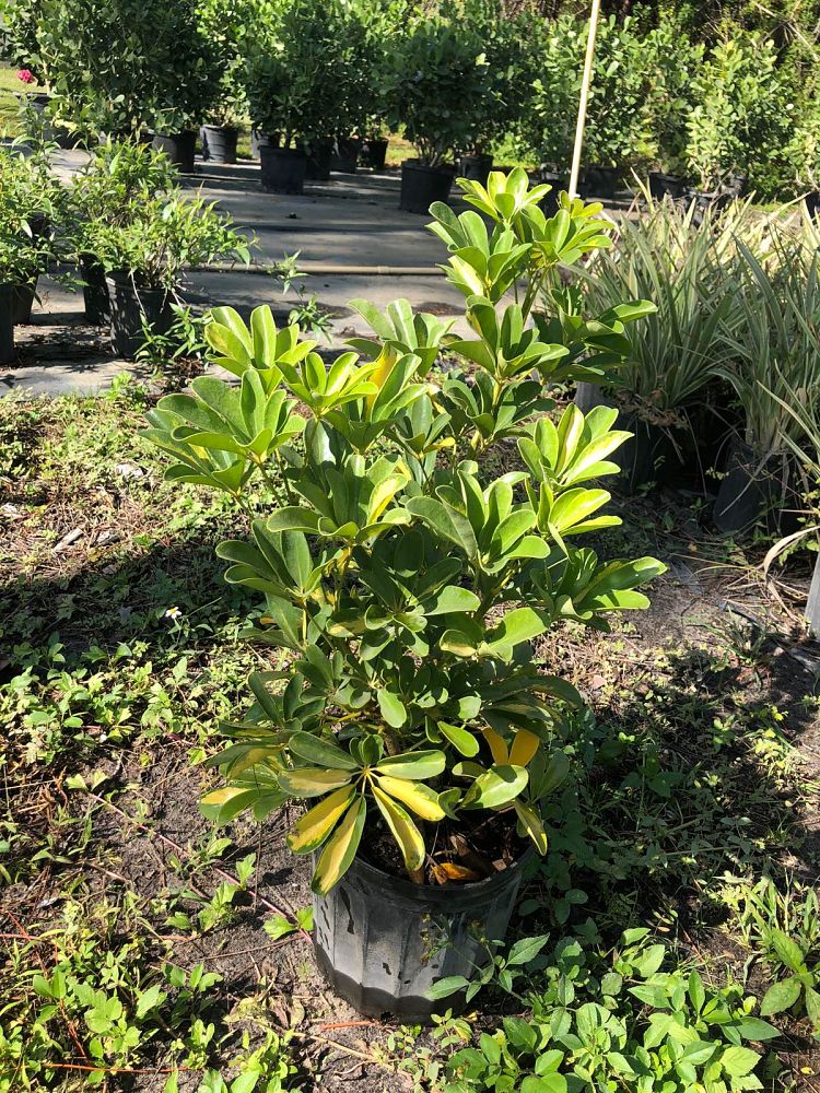 schefflera-arboricola-gold-capella-umbrella-tree