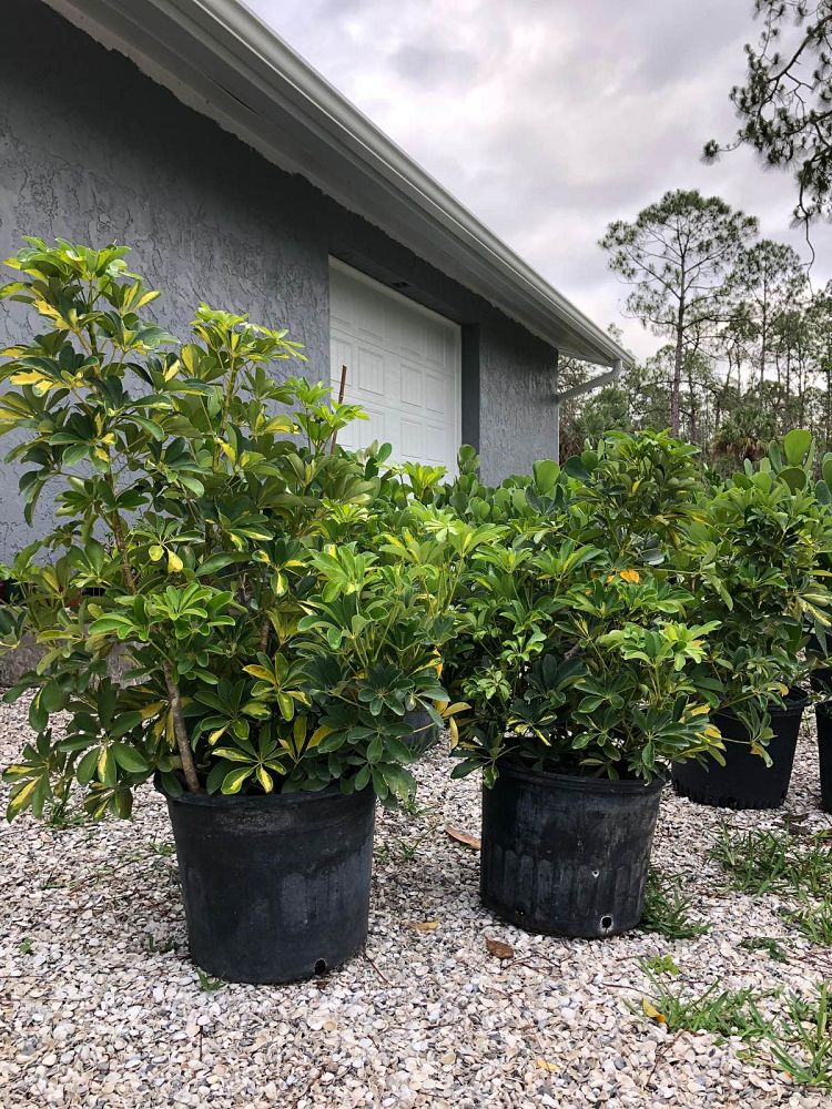 schefflera-arboricola-gold-capella-umbrella-tree