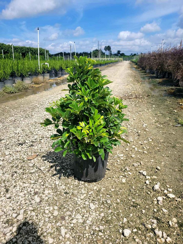schefflera-arboricola-gold-capella-umbrella-tree