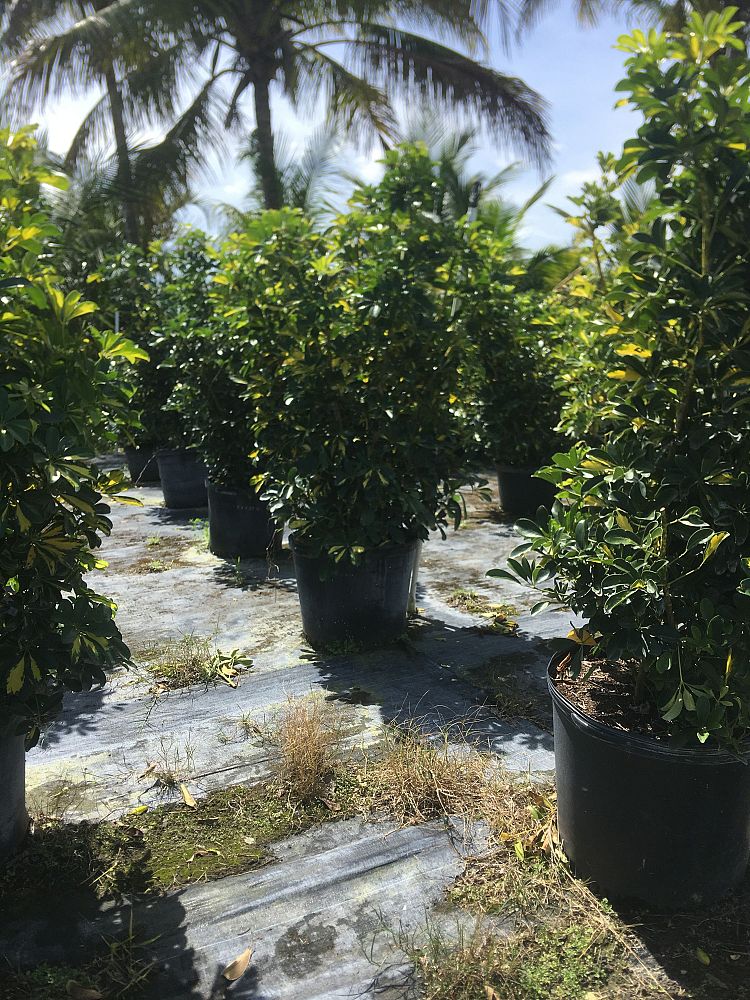 schefflera-arboricola-gold-capella-umbrella-tree