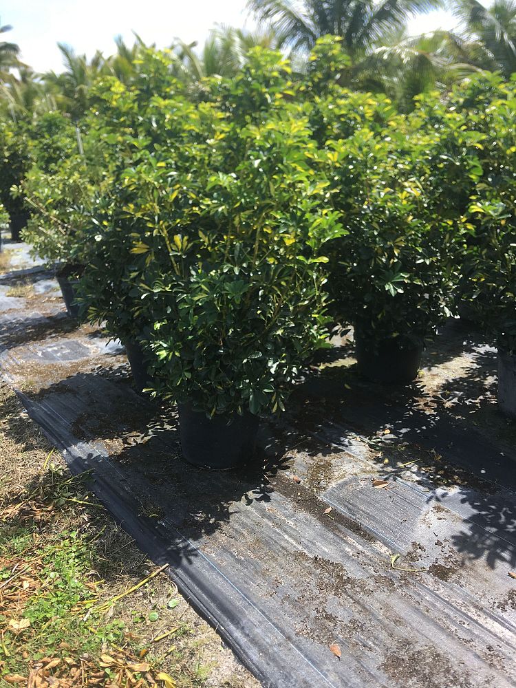 schefflera-arboricola-gold-capella-umbrella-tree