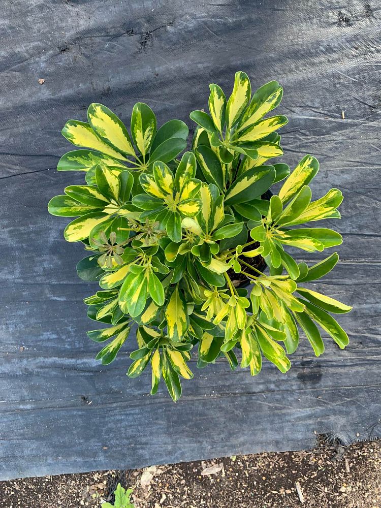 schefflera-arboricola-gold-capella-umbrella-tree