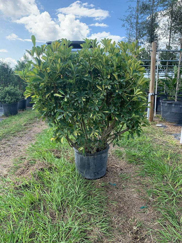 schefflera-arboricola-gold-capella-umbrella-tree