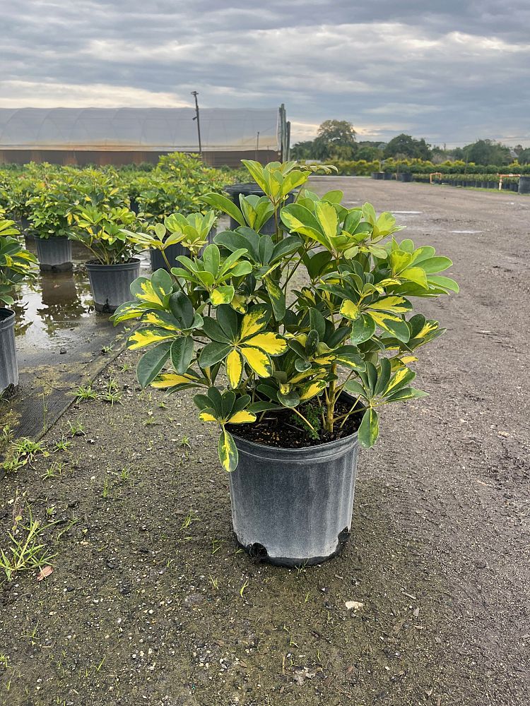 schefflera-arboricola-gold-capella-umbrella-tree