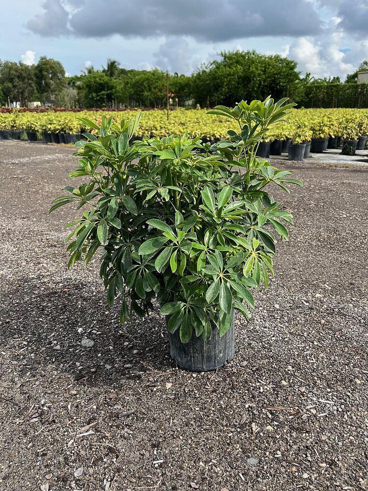 schefflera-arboricola-gold-capella-umbrella-tree