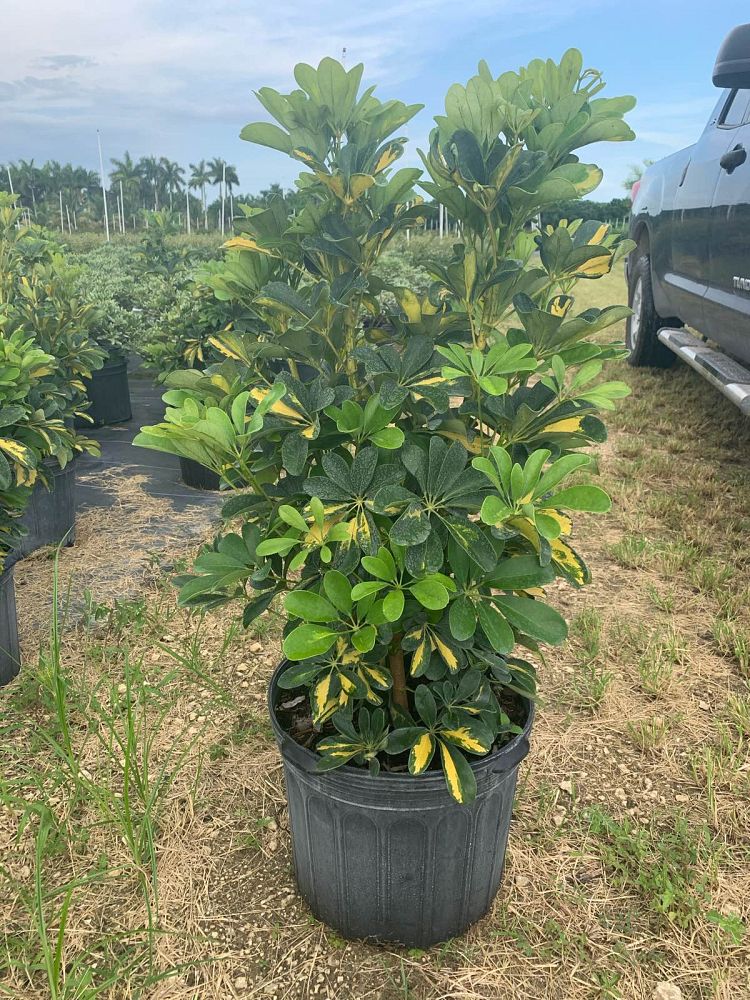 schefflera-arboricola-gold-capella-umbrella-tree