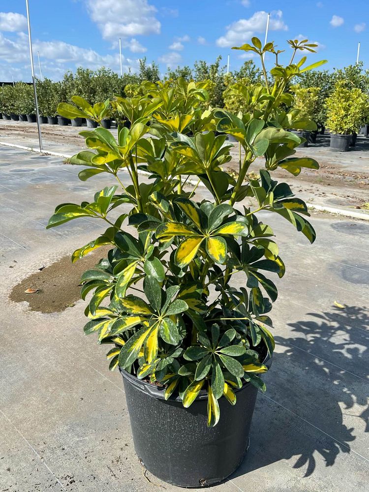 schefflera-arboricola-gold-capella-umbrella-tree