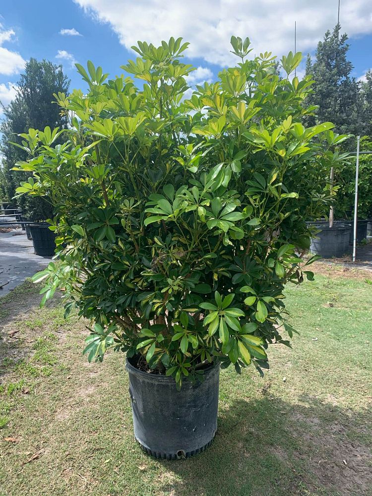 schefflera-arboricola-gold-capella-umbrella-tree
