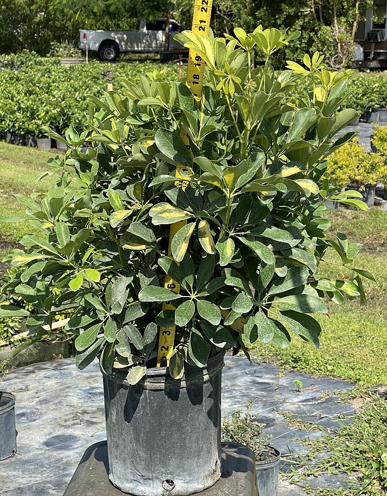 schefflera-arboricola-gold-capella-umbrella-tree