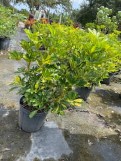 schefflera-arboricola-gold-capella-umbrella-tree