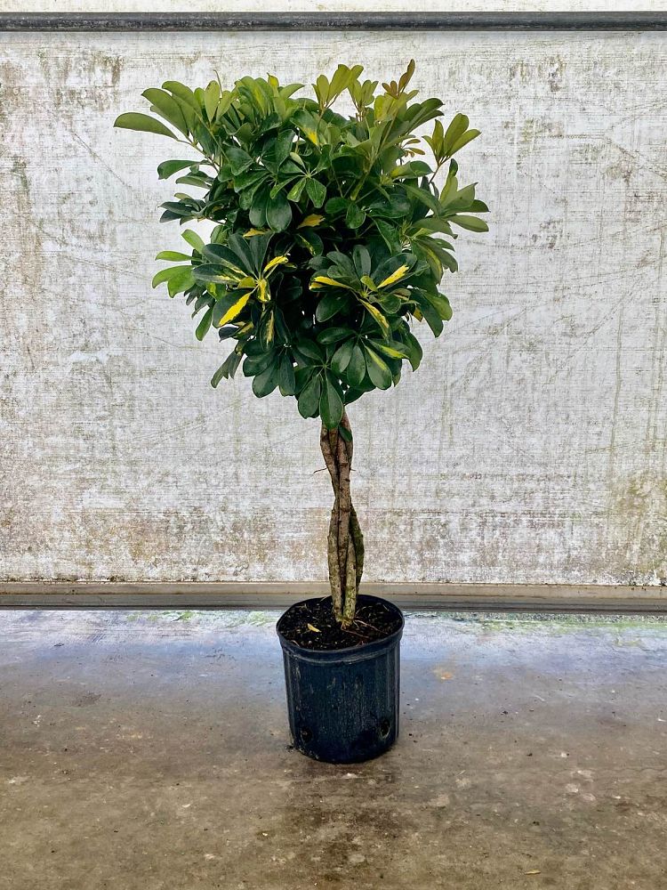 schefflera-arboricola-gold-capella-umbrella-tree
