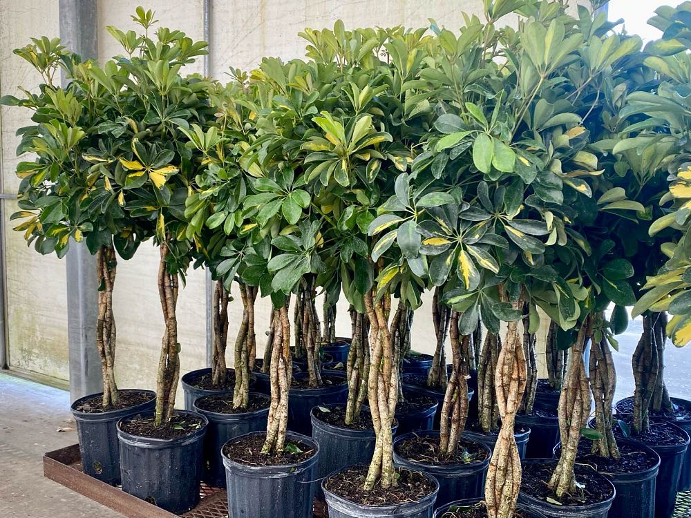 schefflera-arboricola-gold-capella-umbrella-tree
