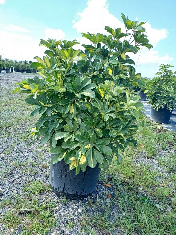 schefflera-arboricola-gold-capella-umbrella-tree