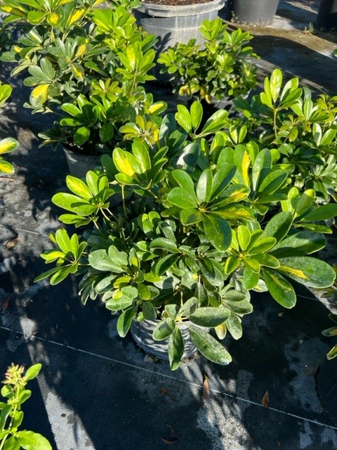 schefflera-arboricola-gold-capella-umbrella-tree