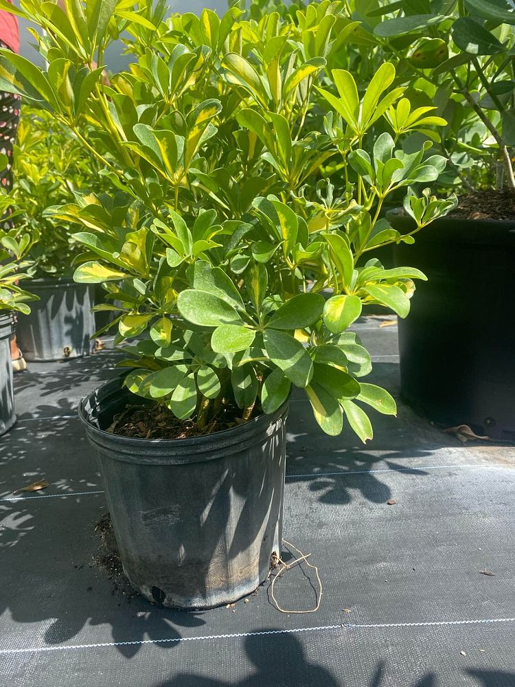 schefflera-arboricola-gold-capella-umbrella-tree