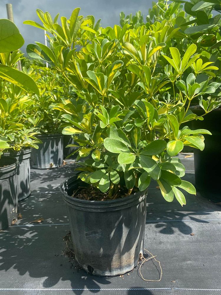 schefflera-arboricola-gold-capella-umbrella-tree