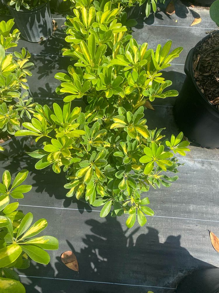 schefflera-arboricola-gold-capella-umbrella-tree