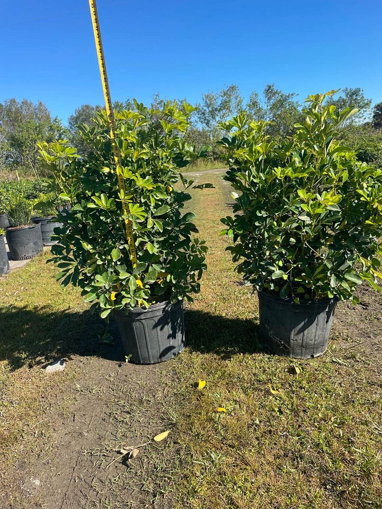 schefflera-arboricola-gold-capella-umbrella-tree