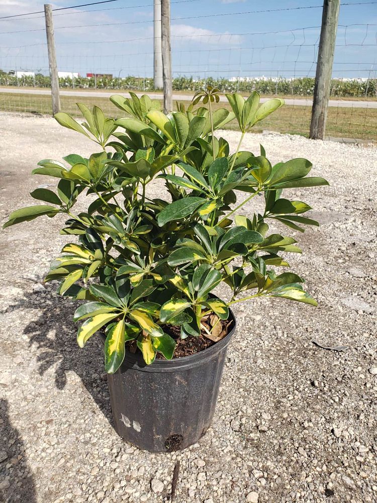 schefflera-arboricola-gold-capella-umbrella-tree