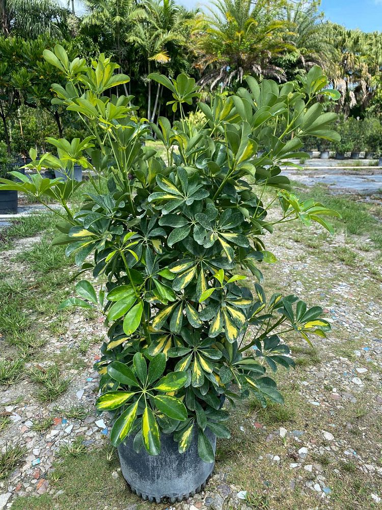 schefflera-arboricola-gold-capella-umbrella-tree