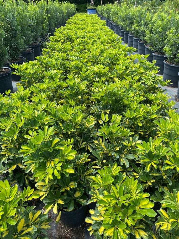 schefflera-arboricola-gold-capella-umbrella-tree