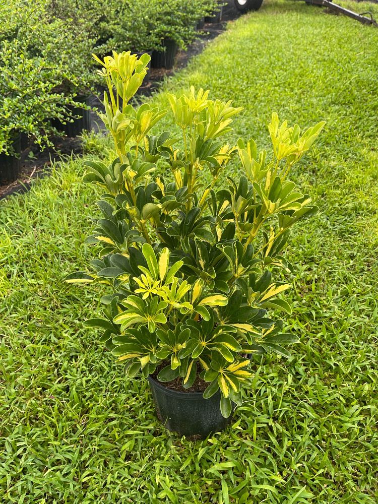 schefflera-arboricola-gold-capella-umbrella-tree