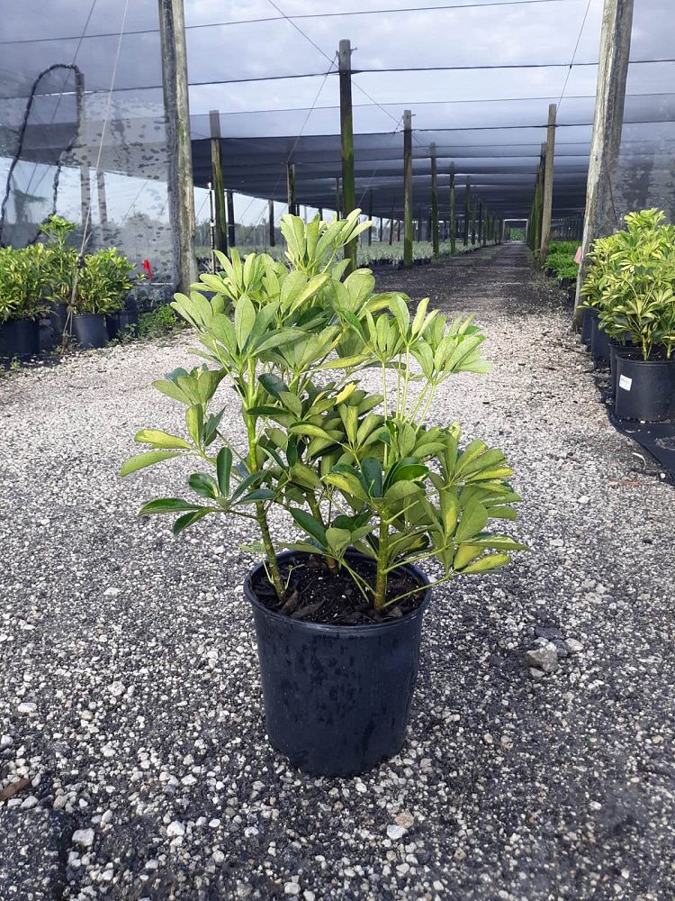 schefflera-arboricola-gold-capella-umbrella-tree
