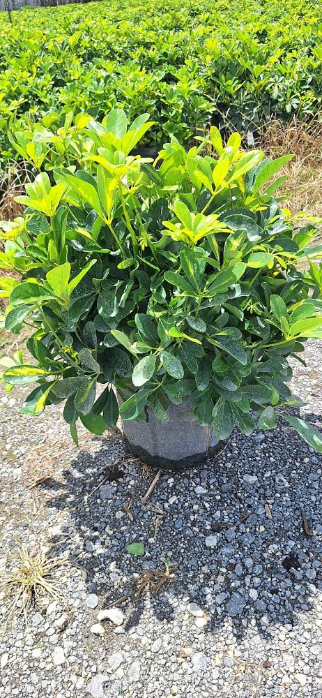schefflera-arboricola-gold-capella-umbrella-tree