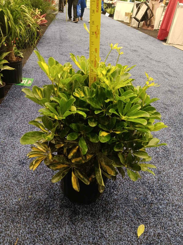 schefflera-arboricola-gold-capella-umbrella-tree