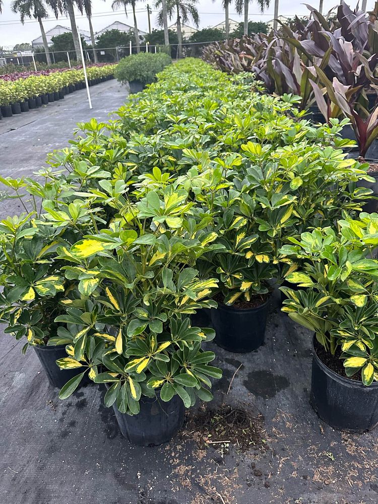 schefflera-arboricola-gold-capella-umbrella-tree