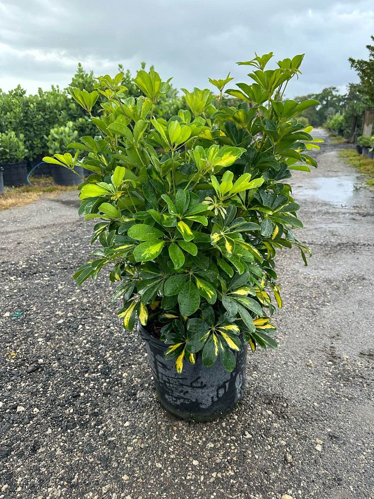 schefflera-arboricola-gold-capella-umbrella-tree
