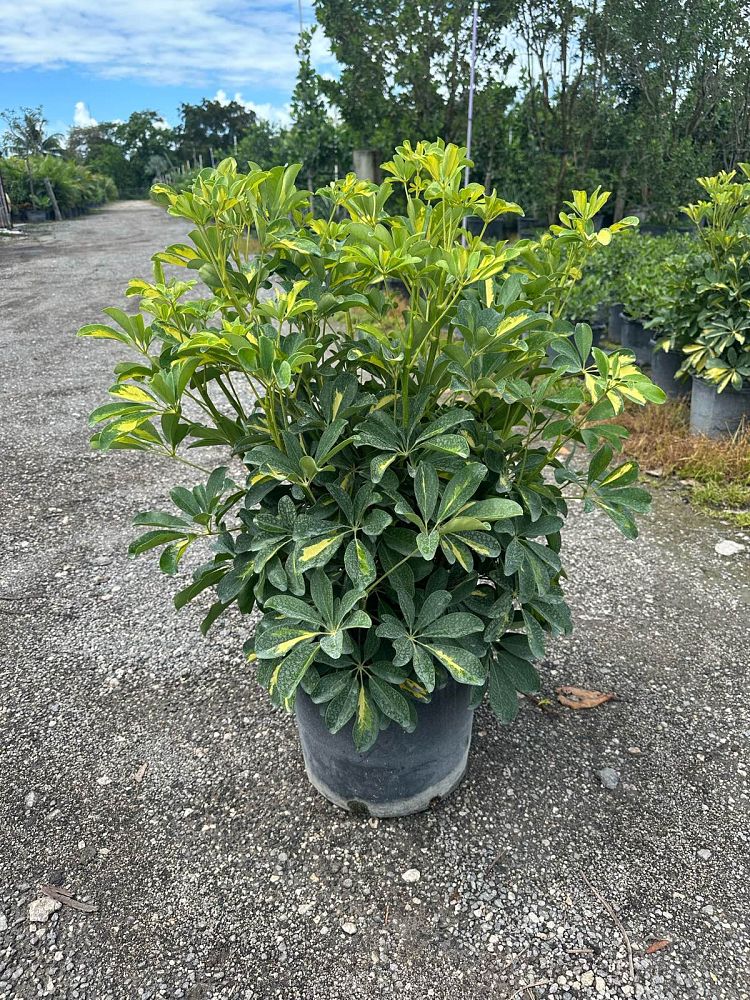 schefflera-arboricola-gold-capella-umbrella-tree