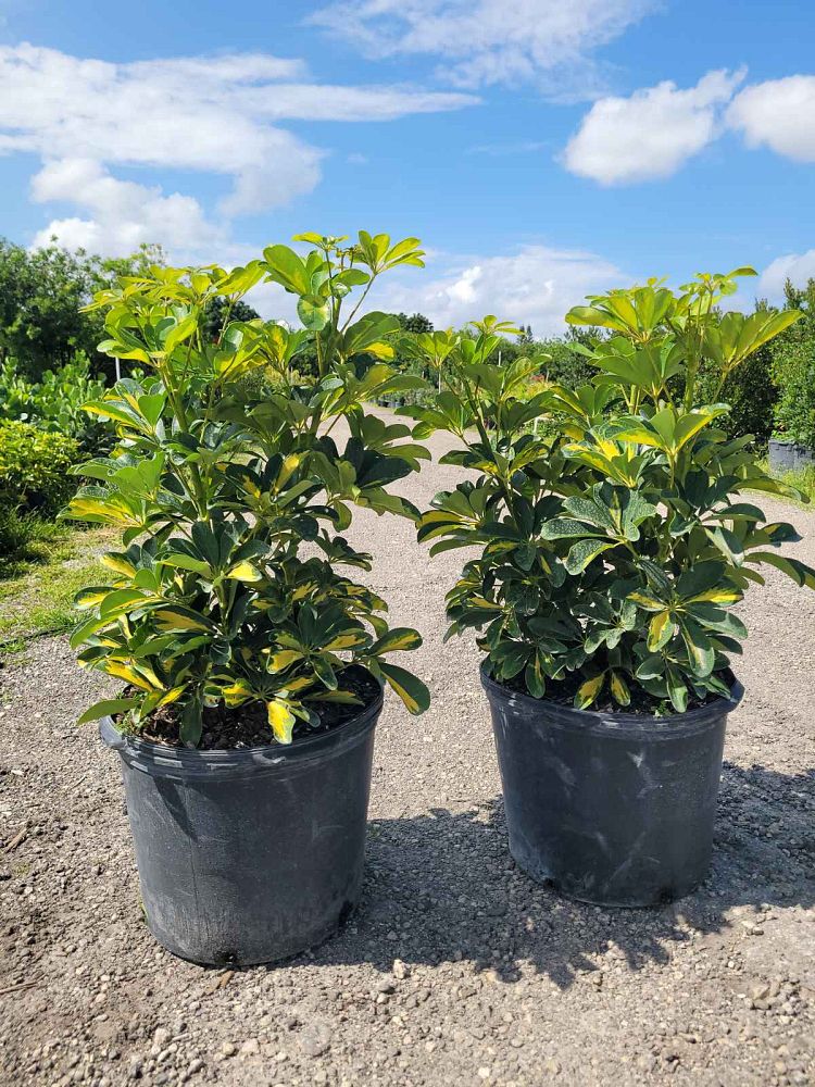 schefflera-arboricola-gold-capella-umbrella-tree