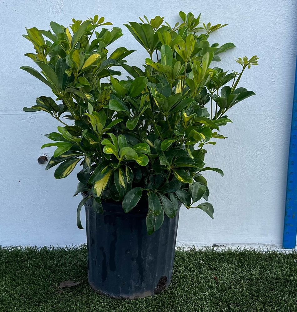 schefflera-arboricola-gold-capella-umbrella-tree
