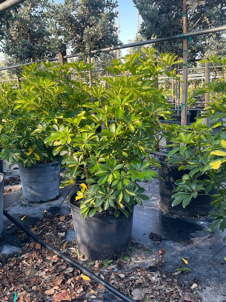 schefflera-arboricola-gold-capella-umbrella-tree