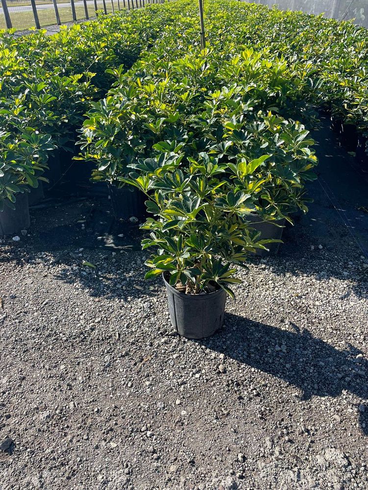schefflera-arboricola-gold-capella-umbrella-tree