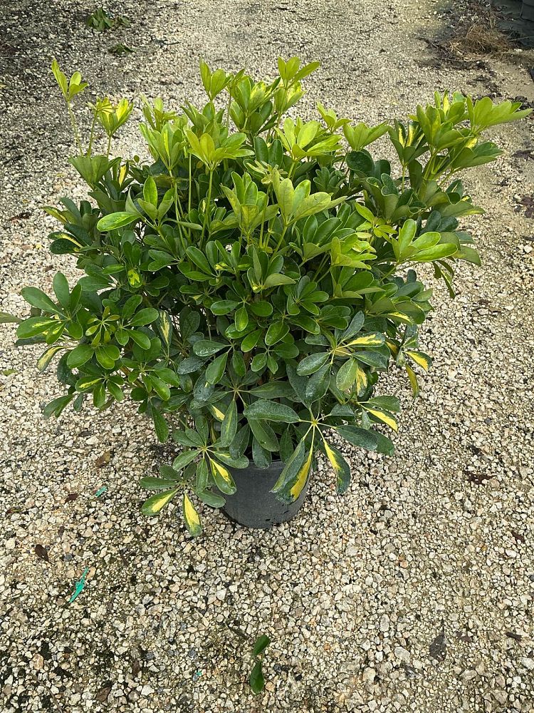 schefflera-arboricola-gold-capella-umbrella-tree