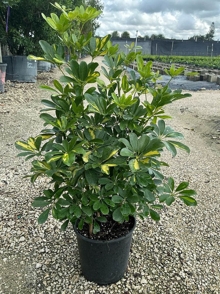 schefflera-arboricola-gold-capella-umbrella-tree